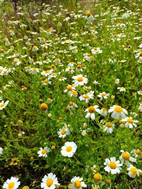 Não me canso disto_flores3.jpg