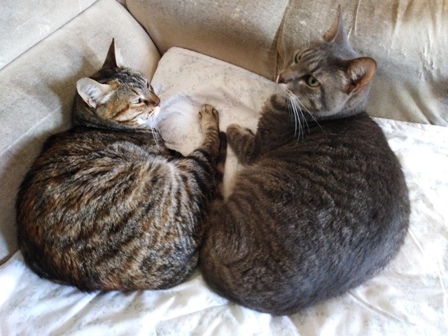 184701902_3027900047482119_2848287284856697714_n.j