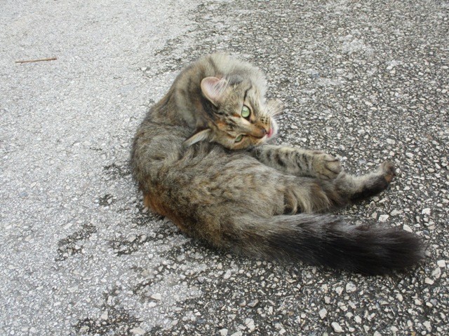 IMG_8392 - Cópia.JPG