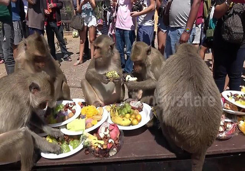 HD Aldeia dá festa para macacos locais.jpg