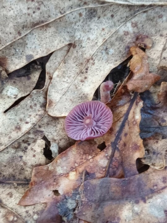 Não me canso disto Cogumelo 7.jpg