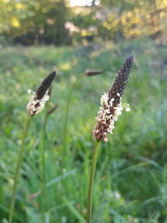 Não me canso disto primavera 2.jpg