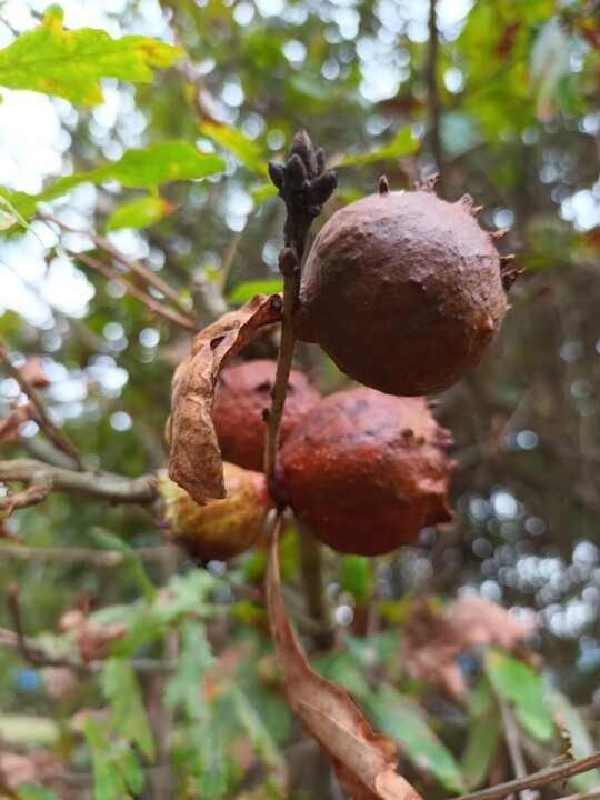 Não me canso disto mini_outono5.jpg