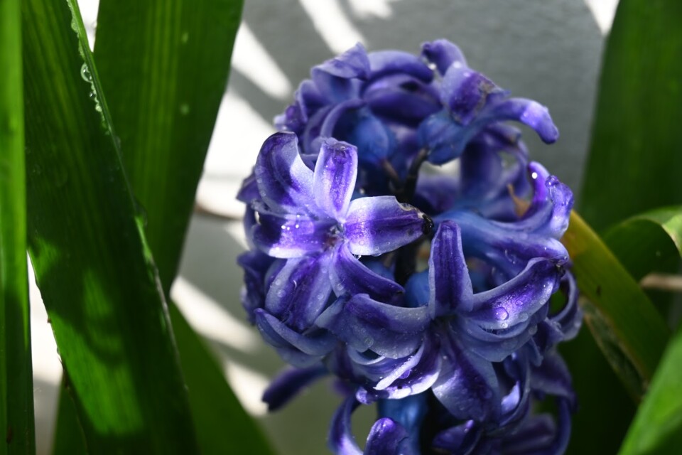 Não me canso disto flores3.JPG