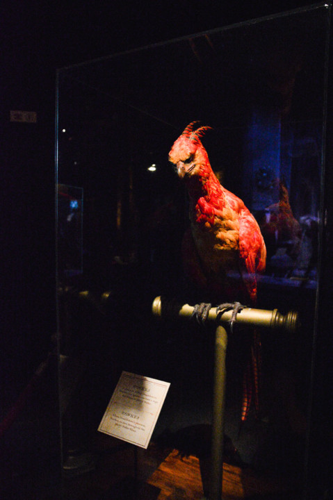 ExpHarryPotter_Mar2020-74.jpg
