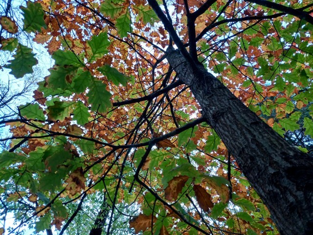 1000023277 - Cópia.jpg