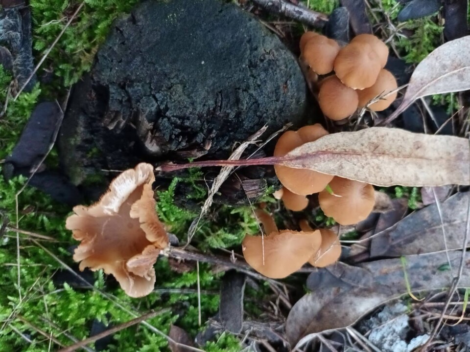 Não me canso disto cogumelos4.jpg