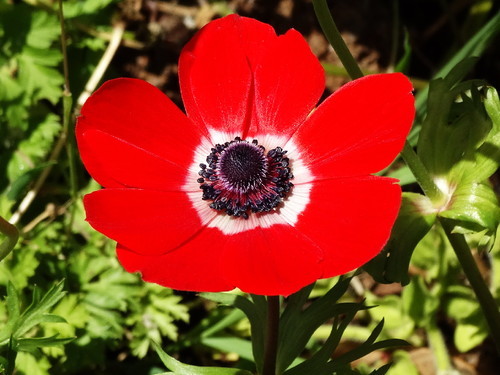 flor.jpeg