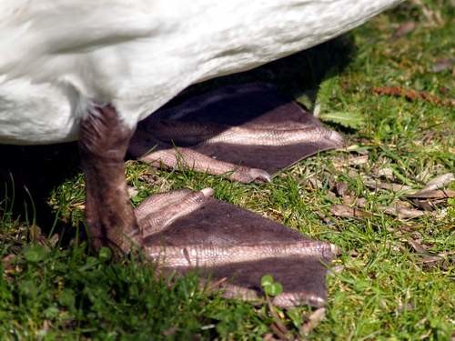 cisne5.jpg