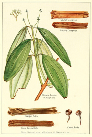 canela-origens planta.jpg
