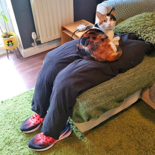 people-are-now-creating-fake-human-laps-for-their-