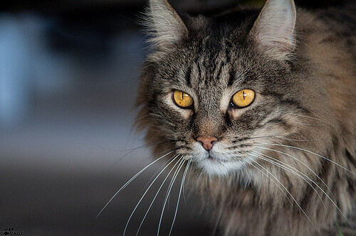 visão-noturna-dos-gatos visão-noturna-dos-gatos