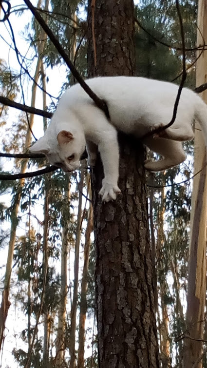 Nao_me_canso_disto_gato_companheiro3.jpg