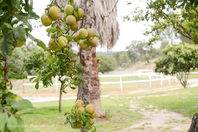 horasvagasblog_vidadecampo_pontedesôr3.jpg horasvagasblog_vidadecampo_pontedesôr3.jpg