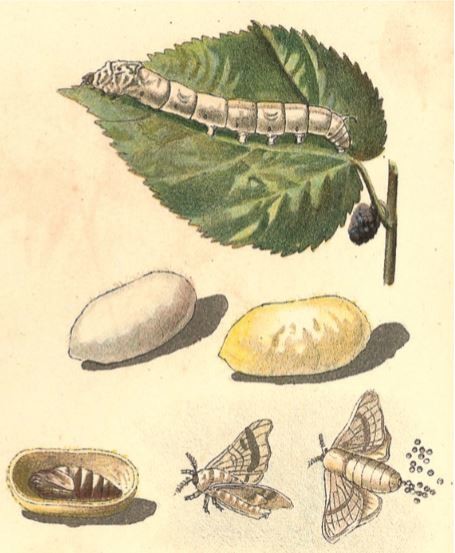 cic lo do bicho da seda.JPG