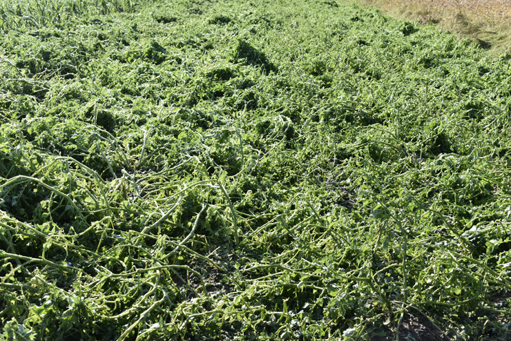 _DSC7738.JPG _DSC7738.JPG