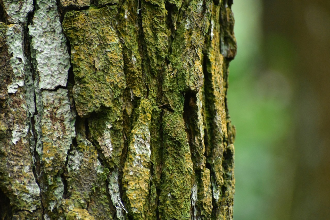pine-tree-3135621_1920.jpg