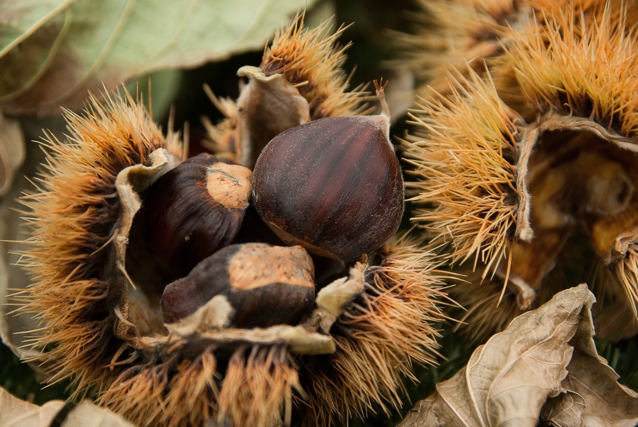 chestnuts-1761228_1920.jpg