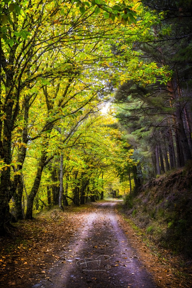 outono.jpg outono.jpg