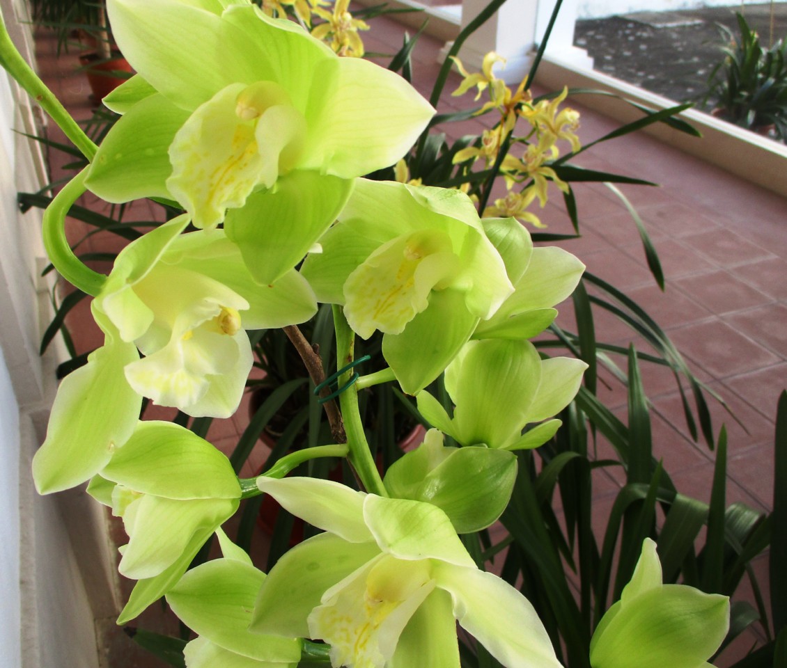 or verde.JPG