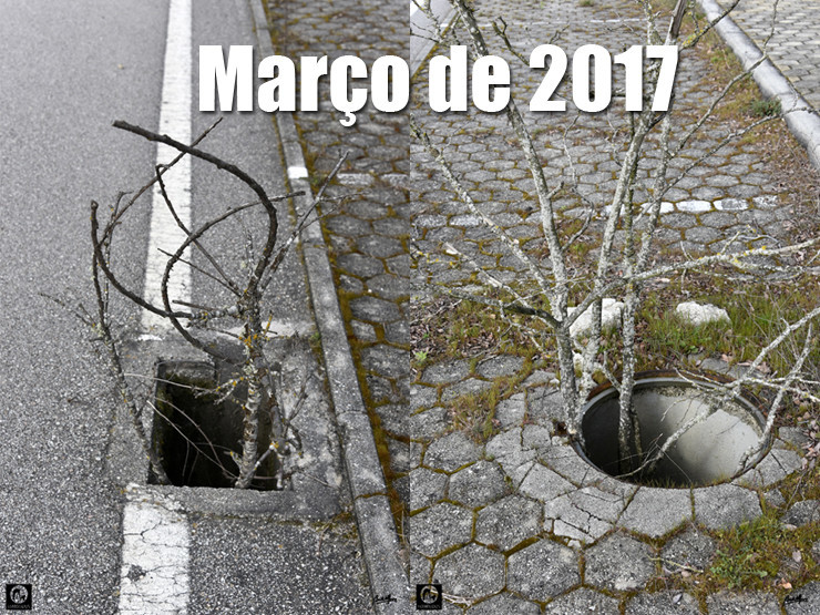 03 02 Março 2017 - 740.jpg 03 02 Março 2017 - 740.jpg