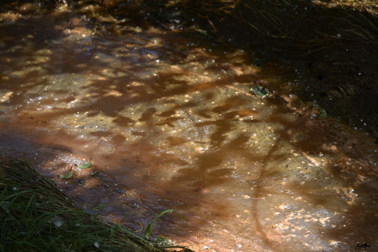 _DSC9135.JPG