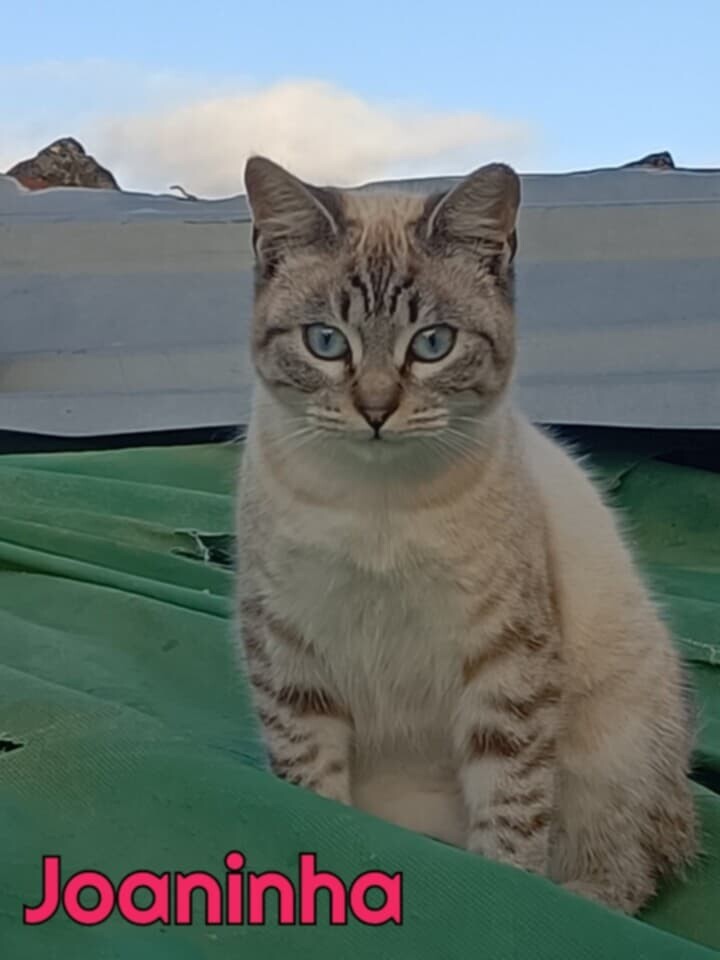 Messenger_creation_6065A1C8-F76D-43D2-AD78-6AC7953