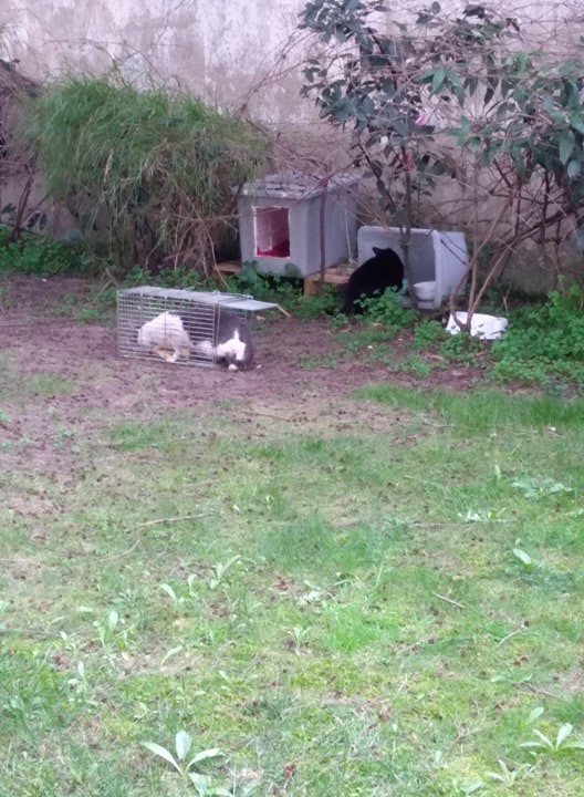 86183751_1180449642157538_3452896682256105472_n[1]