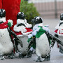 Pinguins durante espetáculo em Yokohama, Japão 
