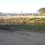 Guaratiba - Campo da fé Palco quase pronto - 18.0