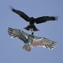 Aves atacam pipa em formato de p&aacute;ssaro
