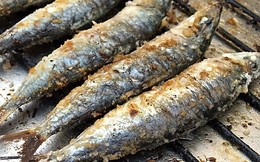 13419065_10205000776937761_7287945399120574240_n.j