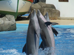 3 Golfinhos