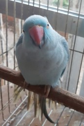 Piriquito.jpg