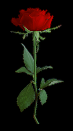 sb_pmt_wonderland-add-on-freebie-rose.png