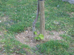 os_filhotes da t&iacute;lia.jpg